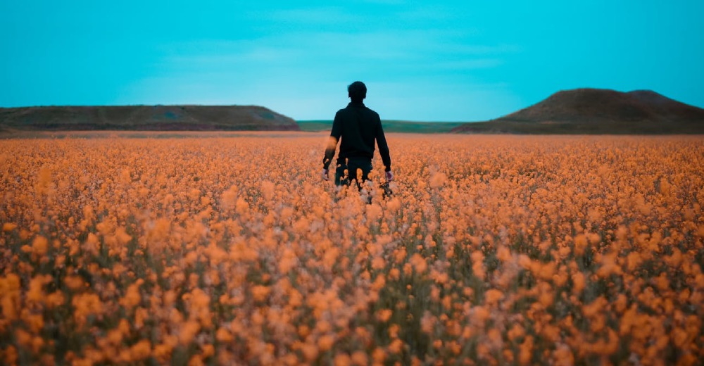 człowiek na polu kwiatów